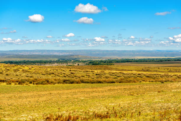 Small-hill clayey practically lifeless plain in the foothills of Kazakhstan. With rare, sun-scorched, low-growing vegetation, bushes and grass. In the middle of the photo is a forest along the river floodplain. Bright autumn day.