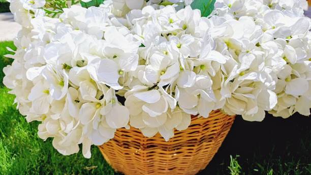 istock white flowers in wicker basket. artificial flowers. 2171374985