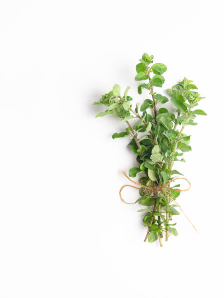 istock A bouquet of fresh oregano leaves. 2171374992