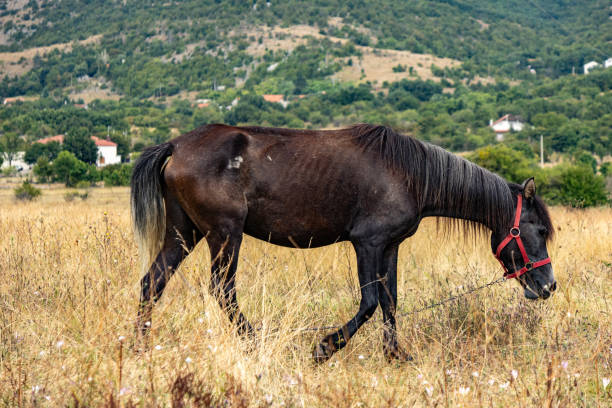 istock Horse close-up 2171375096