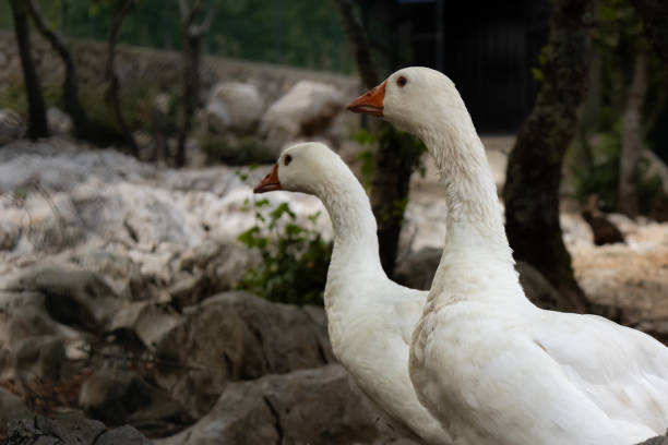 White geese walking in the zoo