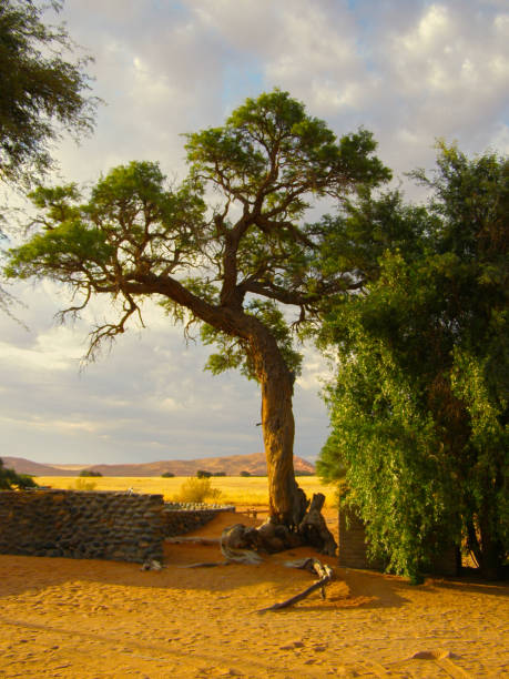 istock large tree with a thick, twisted trunk standing prominently in a dry 2171375727