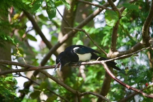 istock Magpie corvid garden bird perched on a branch beak open 2171376133