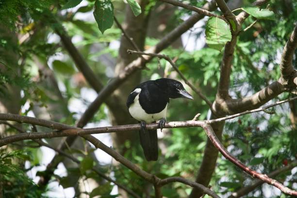 istock Magpie corvid garden bird perched on a branch beak open 2171376156