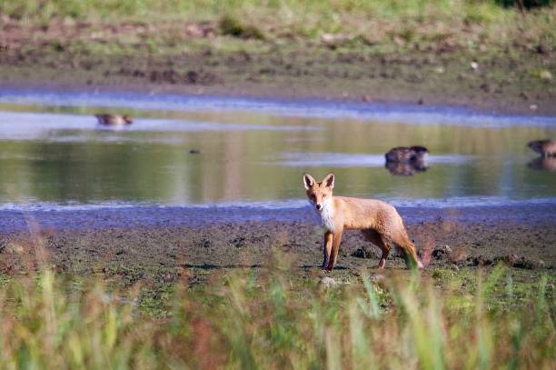 istock Red fox mammal stood on mud in front of water 2171376172