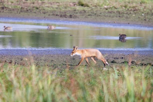 istock Red fox mammal stood on mud in front of water 2171376216