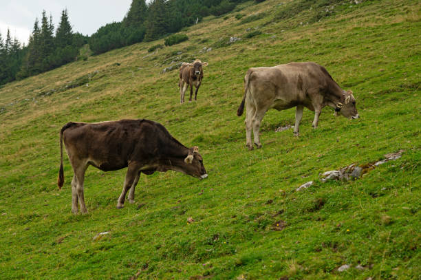 istock Cows grazing on an alpine pasture in Austria 2171377169