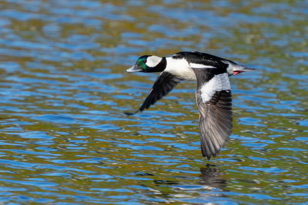 istock Male Bufflehead Duck Lands on Green Reflecting Water 2171377263