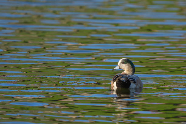 istock American Wigeon Swims on Beautifully Reflective Water 2171377307