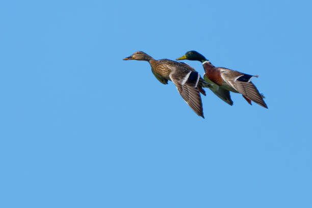 Pair of Mallard Ducks in Synchronized Flight