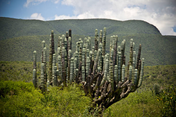 Wild cactus in Mexico, at Sierra Madre, road to Oaxaca city.