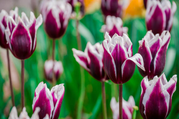 photo of spring flowers in the park