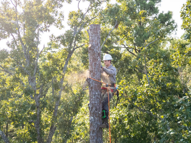 istock Tree arborist climbing high in pine tree to cut trunk. 2171378705