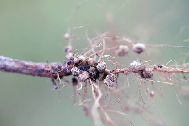 istock Nodules of soybean roots. Atmospheric nitrogen-fixing bacteria live inside. 2171379574