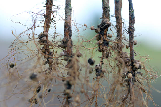 istock Nodules of soybean roots. Atmospheric nitrogen-fixing bacteria live inside. 2171379575