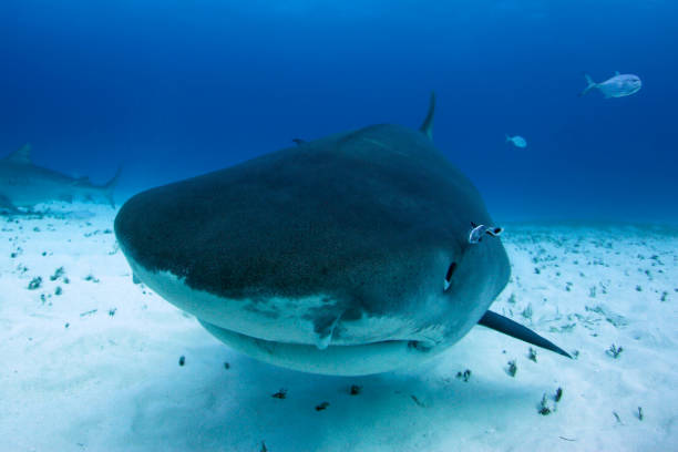 istock Tiger Shark Close-up 2171380118