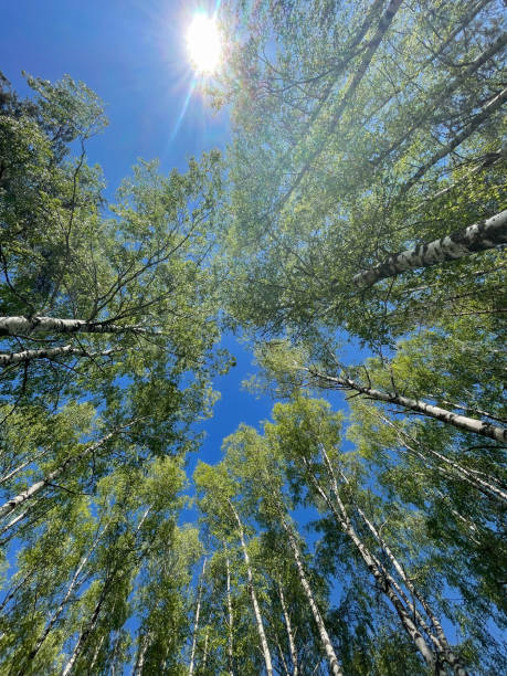 istock Point of view on the blue sky through birch's tree branches 2171380908