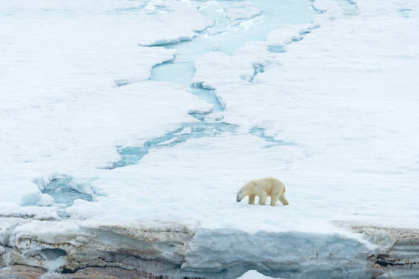 istock Polar Bear Wandering Across a Glacier 2171381141