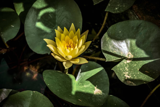 Yellow water lily flowers in aquatic plant pond of a botanical garden