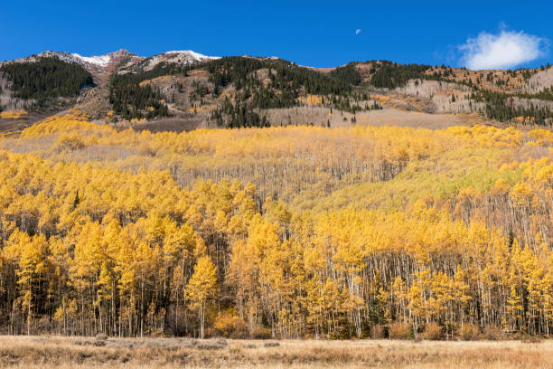 istock An autumn moon sets with bright aspen trees in the Castle Valley. 2171384702