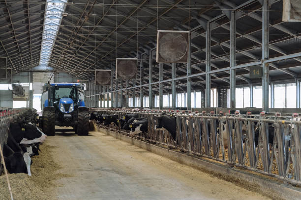 istock Cows feeding in cowshed on a dairy cattle farm. Tractor distributes feed to animals. 2171384827