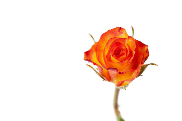 Rose flower bud on white background. Image isolated