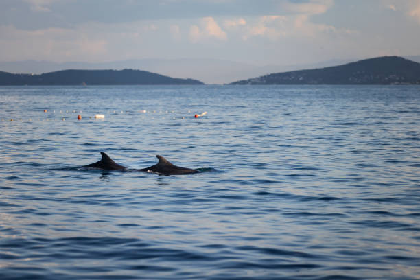 Dolphins are swimming in the sea at sunset.Marmara Sea - Istanbul / Turkey.
