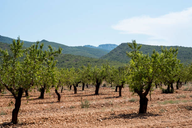 istock Oranges hanging from the branches of an orange tree 2171386751