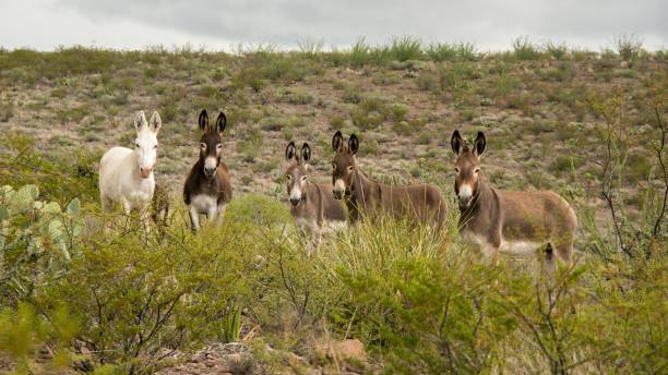istock Wild Donkeys at Big Bend Ranch State Park, Texas 2171388593