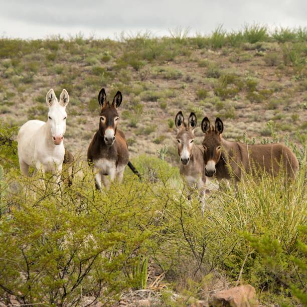 istock Wild Donkeys at Big Bend Ranch State Park, Texas 2171388655