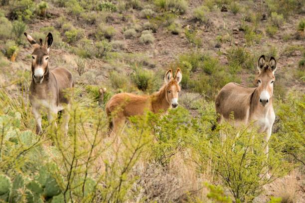 istock Wild Donkeys at Big Bend Ranch State Park, Texas 2171388668