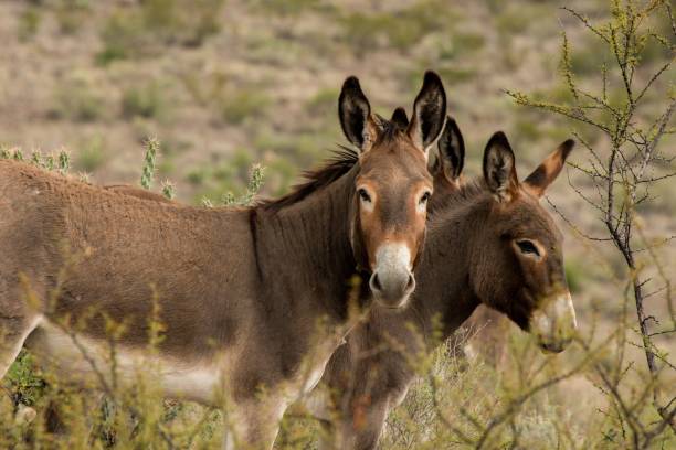 istock Wild Donkeys at Big Bend Ranch State Park, Texas 2171388677