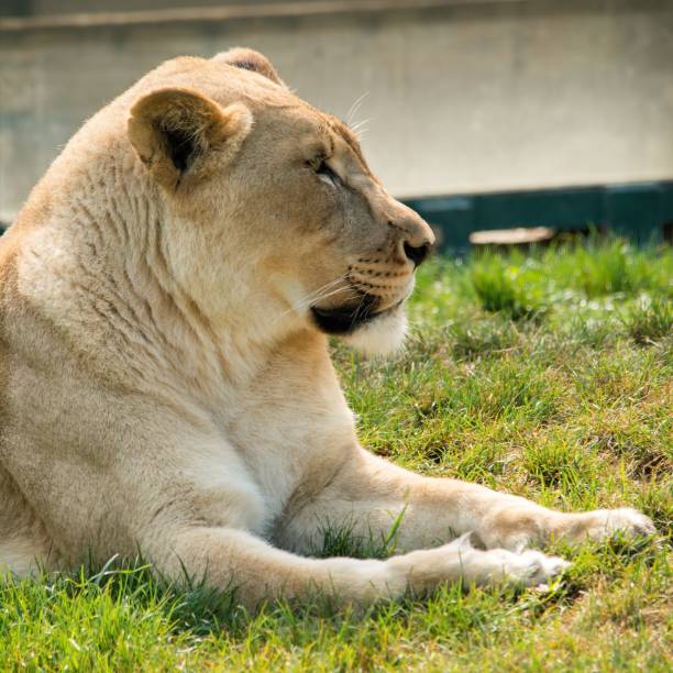 A lioness laying down in a Texas zoo