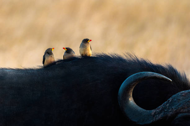 This photo shows three oxpeckers perched on the back of a buffalo. The warm golden light in the background highlights the birds' orange-red beaks and the buffalo's dark fur. A curved horn occupies the bottom right corner of the image, representing the presence of the entire buffalo. This moment of peaceful coexistence between wildlife and birds captures the tranquility and beauty of nature.