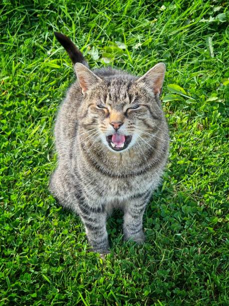 Angry adult tabby domestic cat