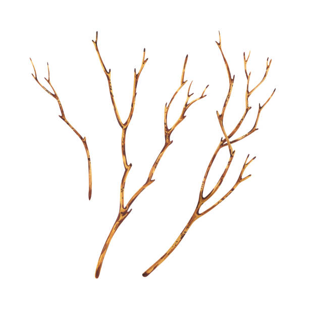 istock Brown dry tree branches without leaves. Watercolor illustration hand drawn in botanical style. Set of separate objects elements isolated from background 2171392164