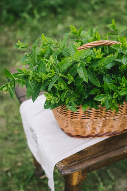 a basket with mint stands on an old wooden table