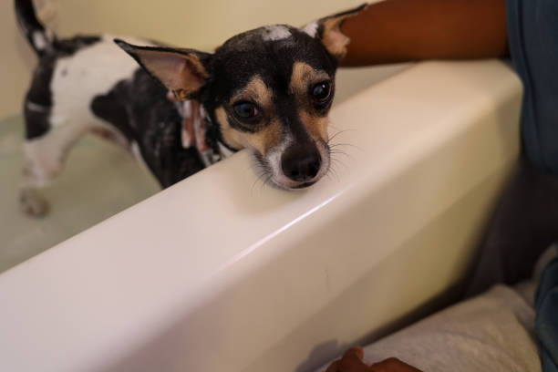 A black woman giving a dog a bath in a bathtub in a bathroom