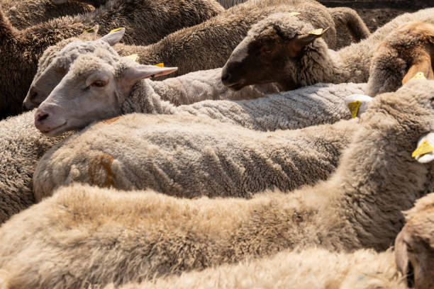 A herd of goats and sheep being guided into a fenced enclosure on a farm, preparing them for the daily milking routine. Represents livestock management in a traditional rural setting.