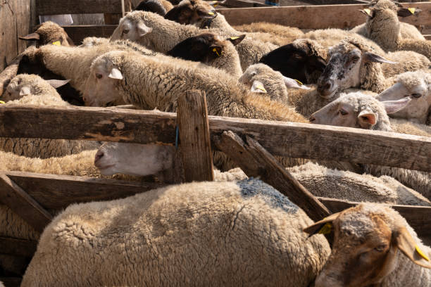 istock Goats and Sheep Herded for Milking Routine 2171396951