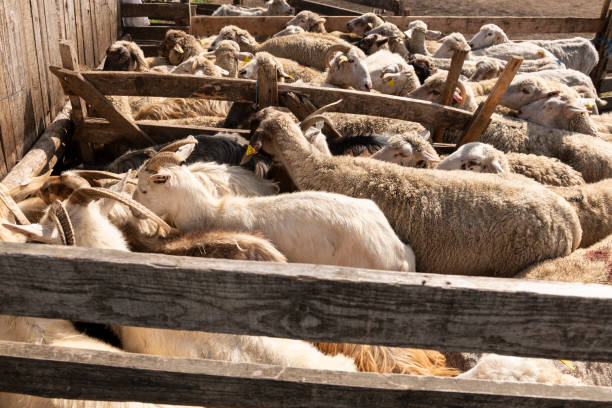 istock Goats and Sheep Herded for Milking Routine 2171396978