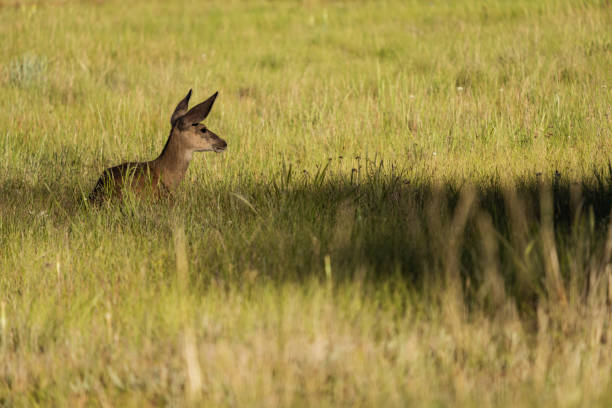 Wildlife at Bryce Canyon National Park