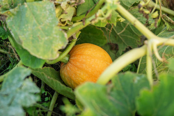 istock Harvesting. Single Pumpkin Growing Among Green Leaves 2171398388