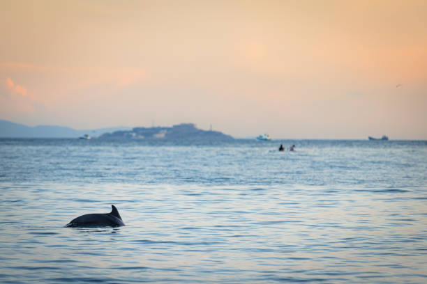 Dolphin is swimming in the sea at sunset.Marmara Sea - Istanbul / Turkey.