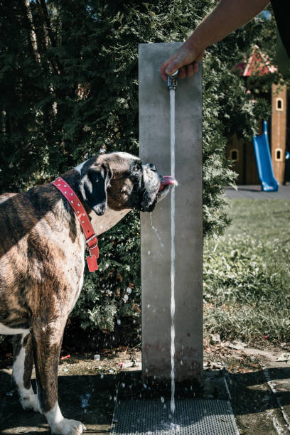 A dog drinks water directly from a fountain, capturing a refreshing moment of interaction with a human-made object.
