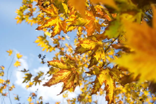 Autumn color leaves
