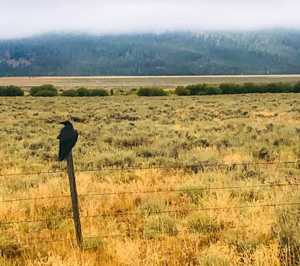 istock Raven Sitting On A Fence Post With Meadow Trees And Low Cloids 2171400658
