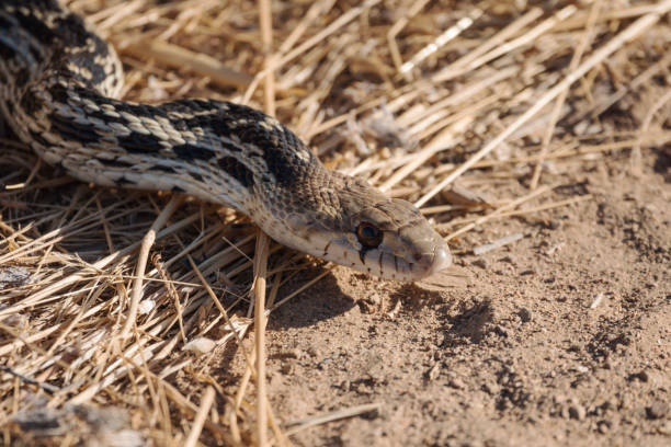 istock Gopher Snake Close Up Simi Valley California 2171402065