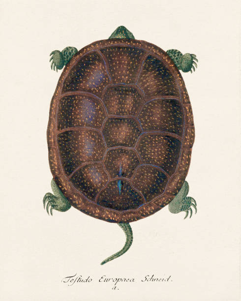 Turtle illustration. Zoological artwork from an amphibian book published in Germany in the late 18th century, circa 1797.