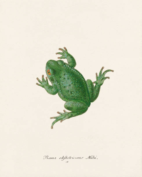 Frog illustration. Zoological artwork from an amphibian book published in Germany in the late 18th century, circa 1797.